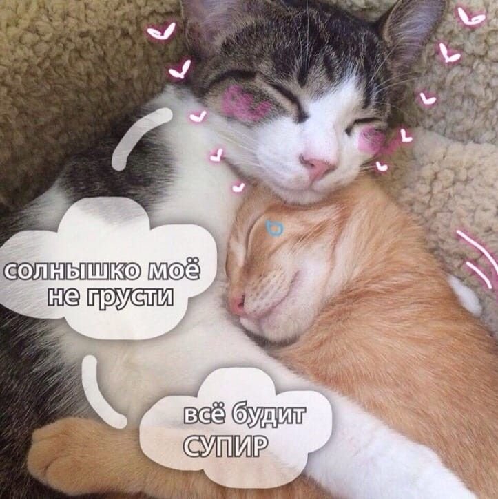 Коты с надписью не грусти