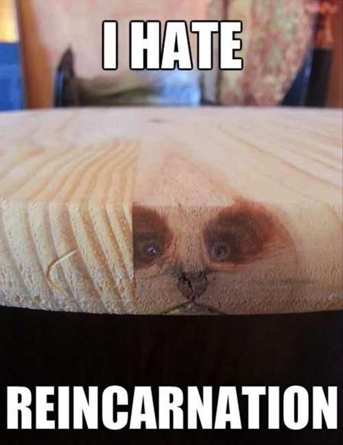 Дратути Мем кот