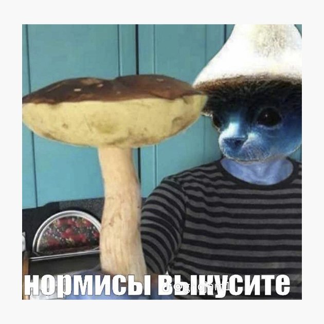 Шайлушай мемы