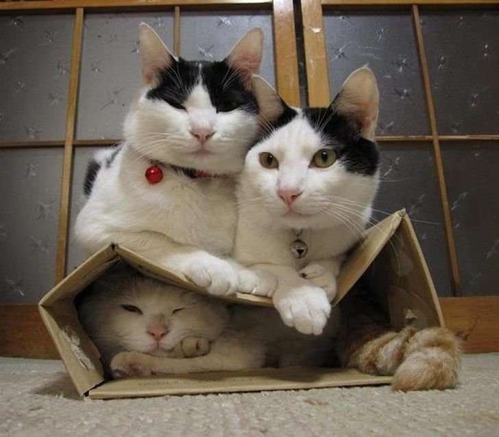 Памагити кот