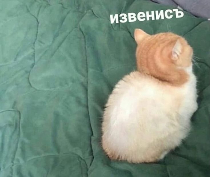 Обиженный котенок