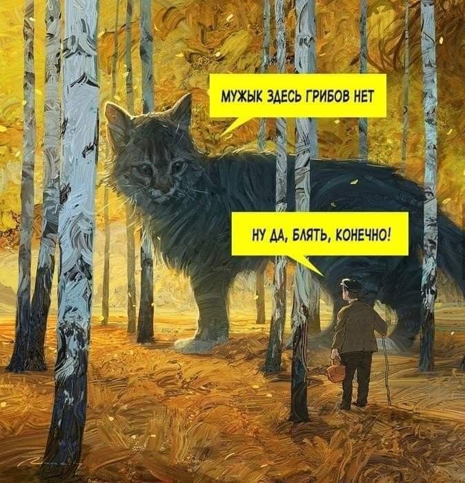 Мужик здесь грибов нет кот