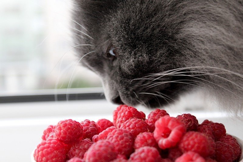 Кот и малина