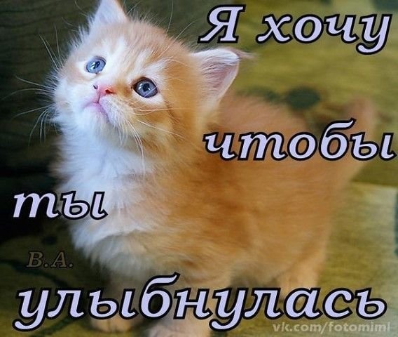 Не грусти с котиком