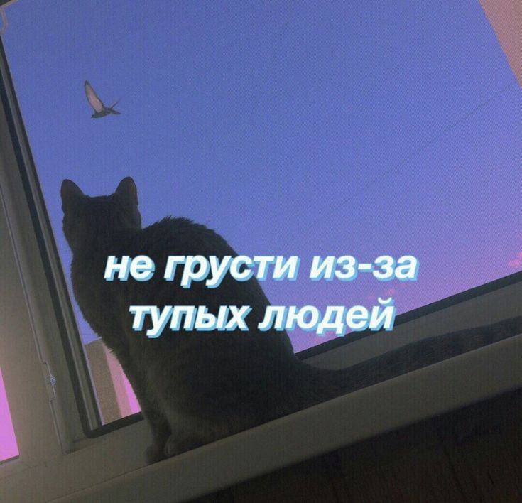 Милые котики не грусти