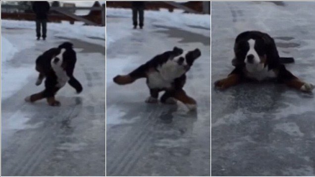 Собака на льду скользит