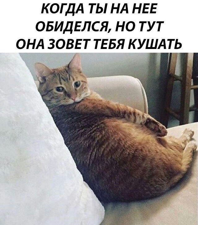 Обиженный смешной кот