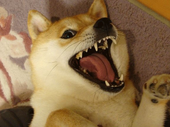 Ржущий сиба ину