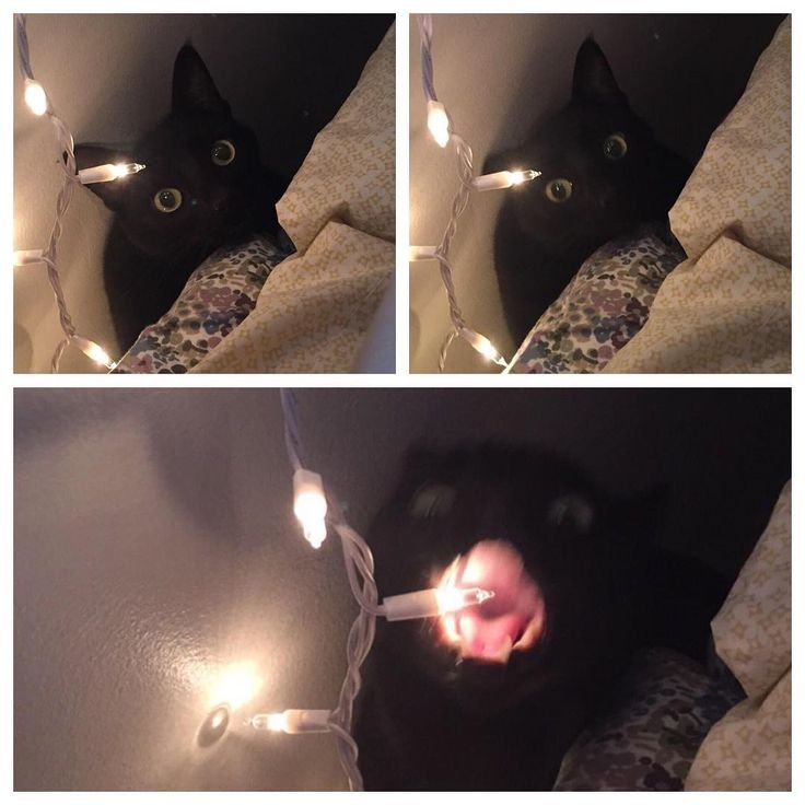 Мемы с котами и гирляндой