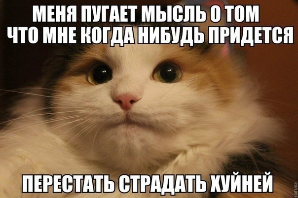 Зачем кот