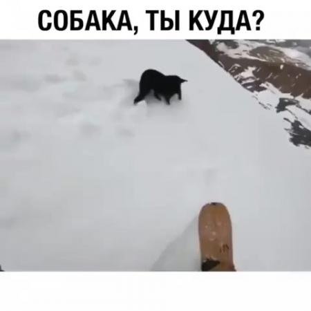 Песик ты куда видео