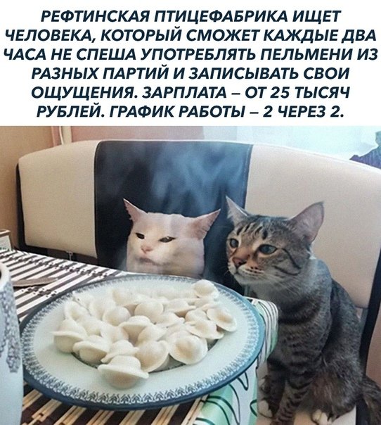 Кот ест пельмешки