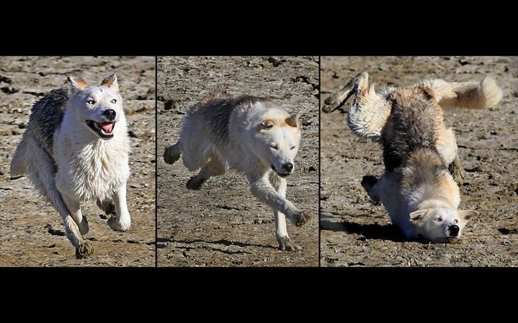 Неуклюжий щенок