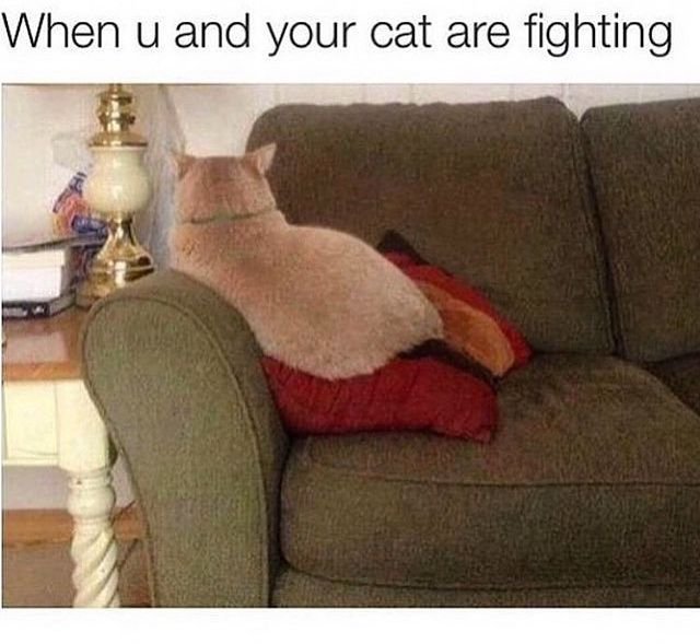 Обиженные котики