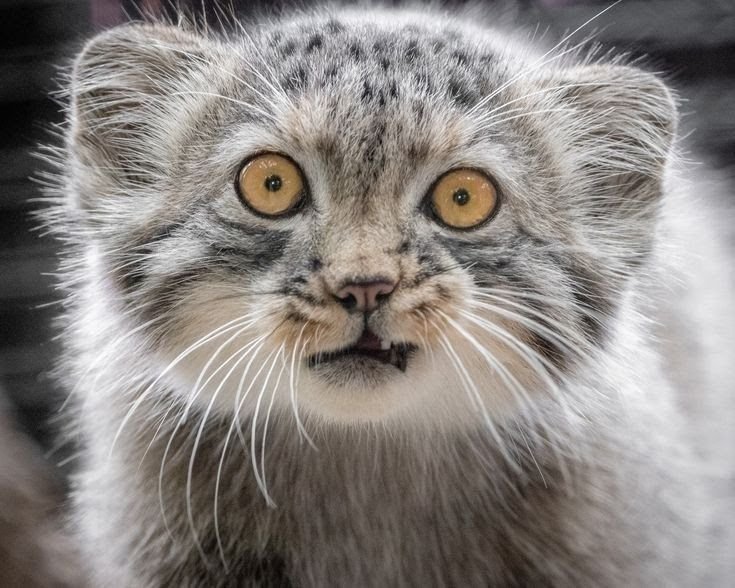 Манул Забайкальский