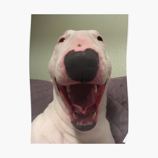 Бультерьер Волтер