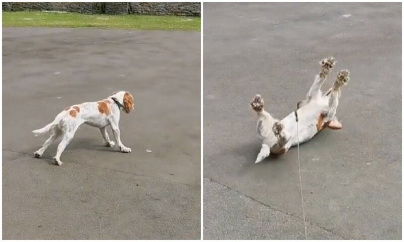 Собака падает с горы