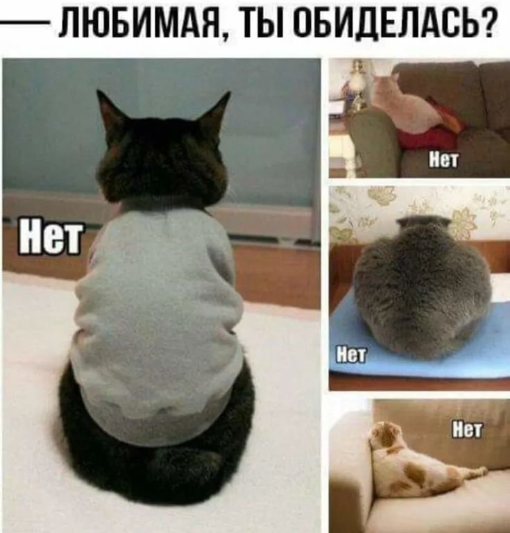 Я обиделся кот