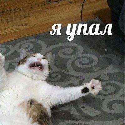 Кот упал Мем