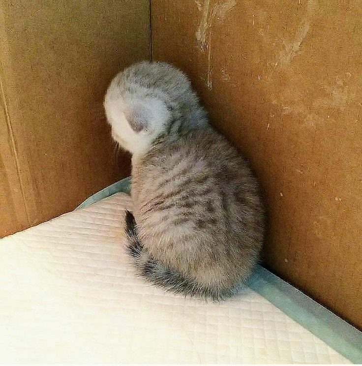 Обиженный кот в углу
