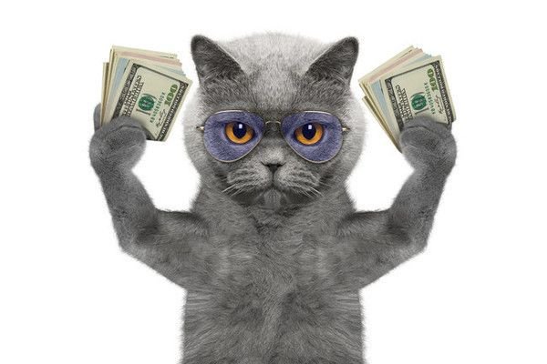 Кот с деньгами