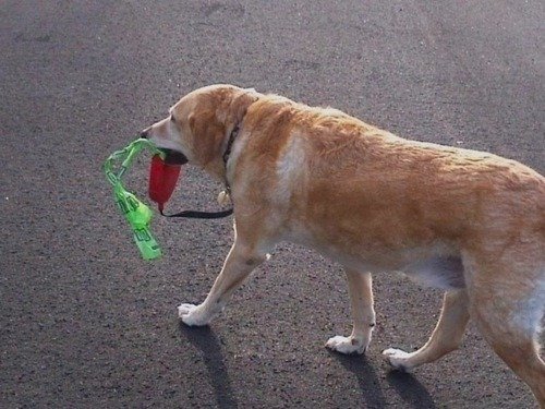 Собака выгуливает себя