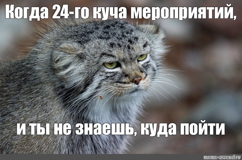 Манул и каракал фото