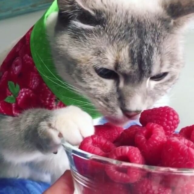 Кот ест овощи