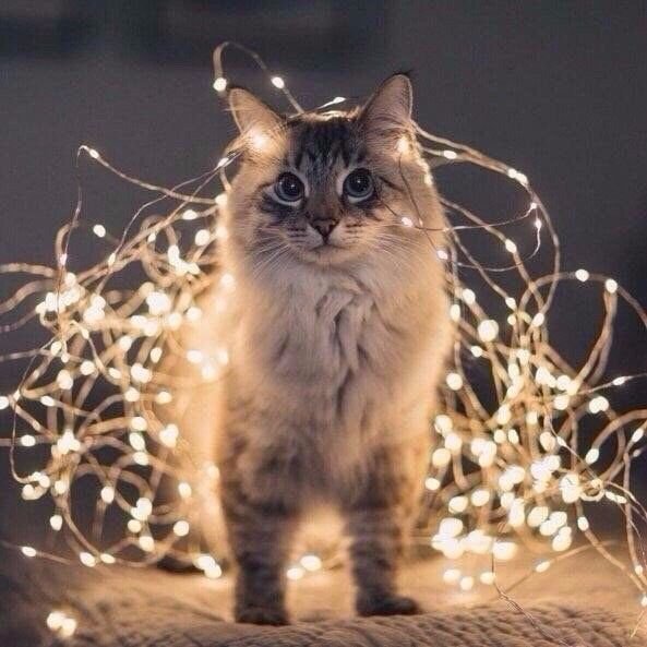 Гирлянда кошка