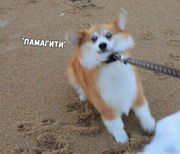 Корги мемы