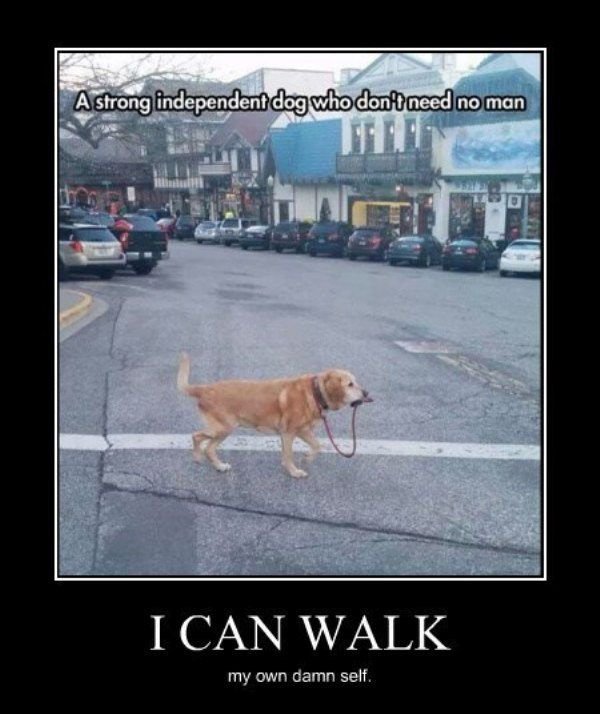 Собака выгуливает себя