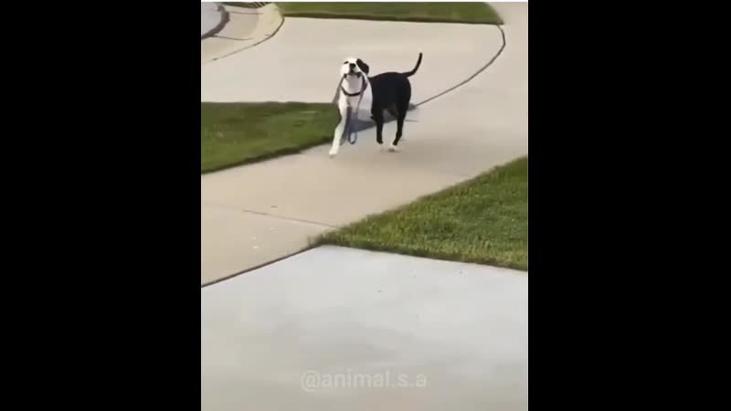 Собака сама себя выгуливает Мем