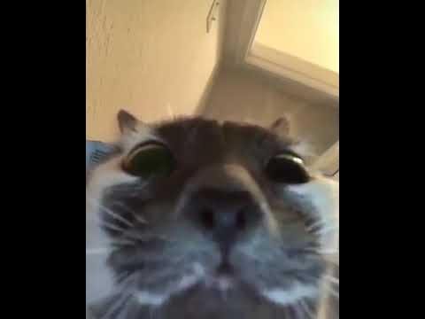 Кот смотрит в камеру