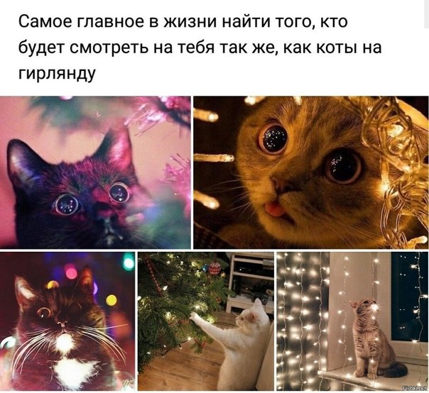 Мемы с котами и гирляндой
