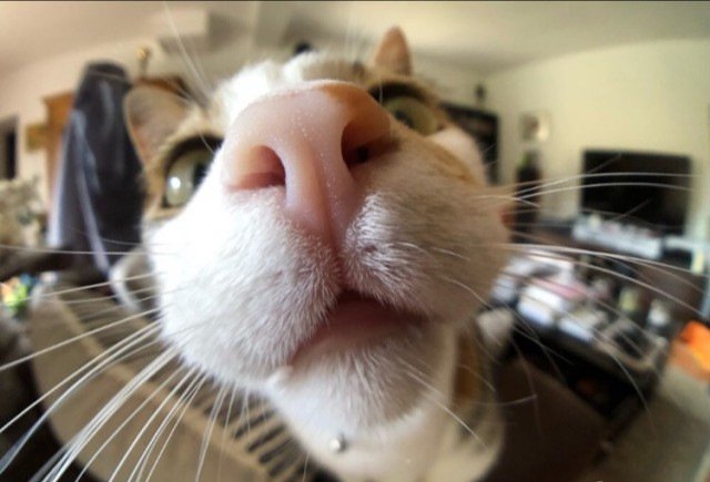 Кот Fisheye