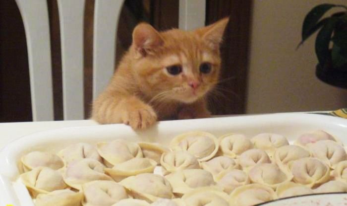 Кошечка пельмени