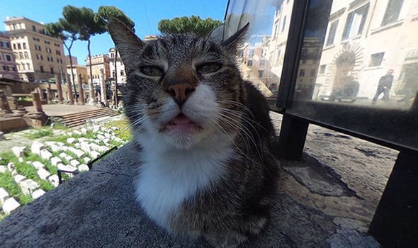 Кот зырит в камеру