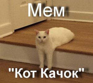 Белый кот качок Мем