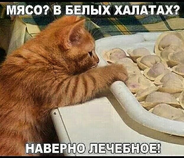 Смешные картинки про котов с надписями