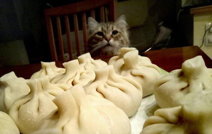 Кот пельмень