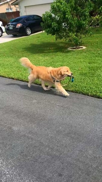 Собака сама себя выгуливает