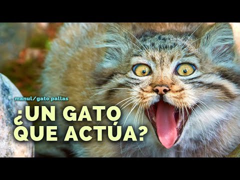 Кот Манул смешной