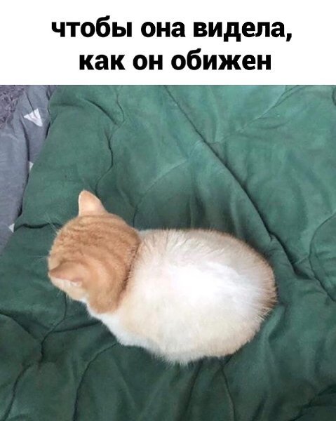 Обиженный котик