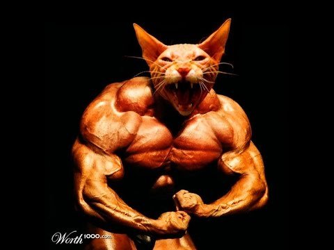 Накаченный кот