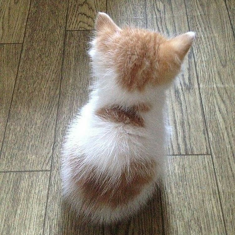 Котенок обиделся