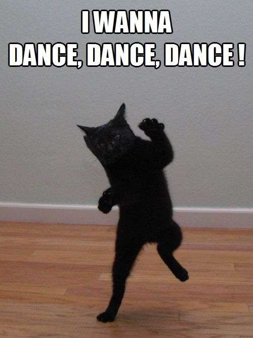 Танцующие коты