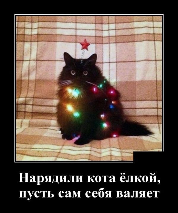 Кот наряженный