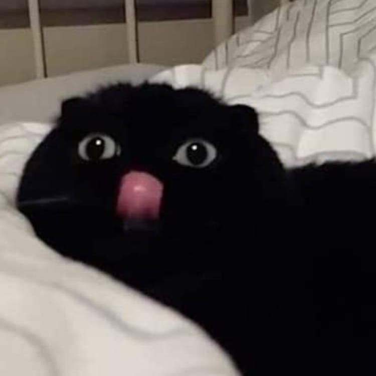 Мемы с черными котиками