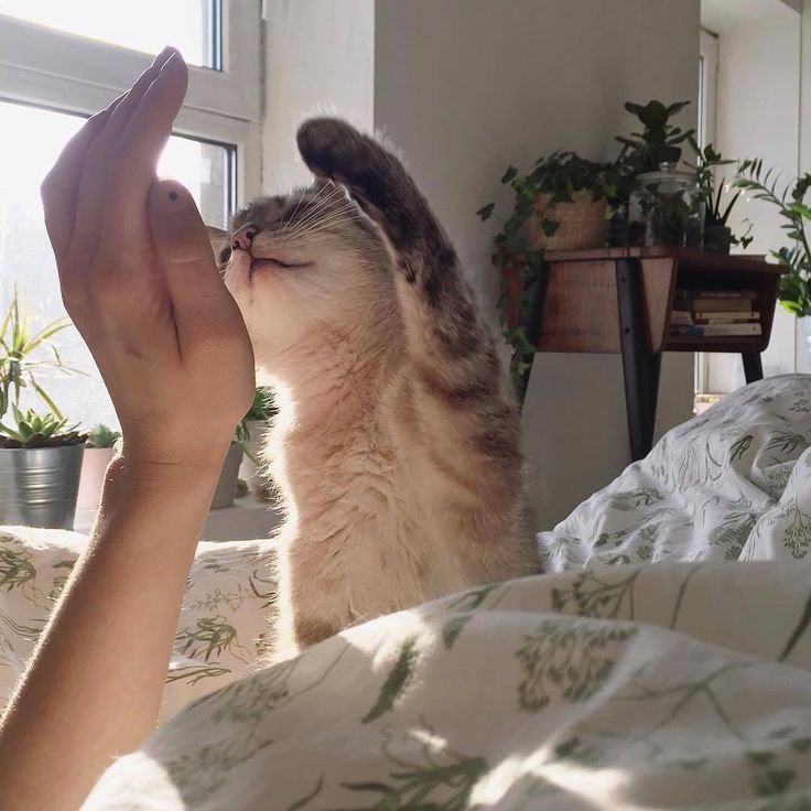 Доброе утро с котами