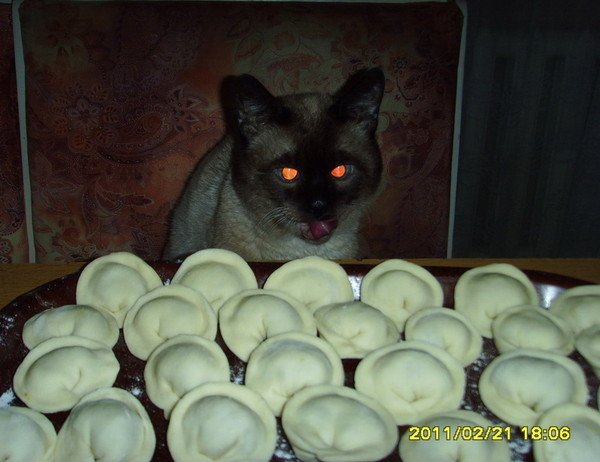 Шлепа с пельменем кот